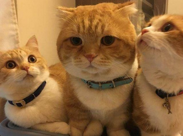 養了三隻橘貓一隻胖到變形兩隻胖的特別漂亮差距真大啊
