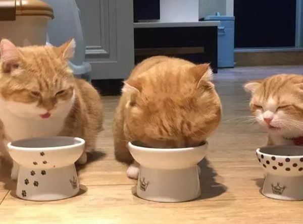 養了三隻橘貓一隻胖到變形兩隻胖的特別漂亮差距真大啊
