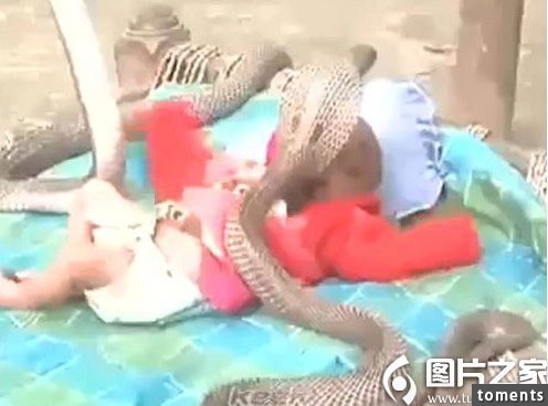 驚人，四條眼鏡蛇竟然圍在嬰兒周圍，然後，，，，
