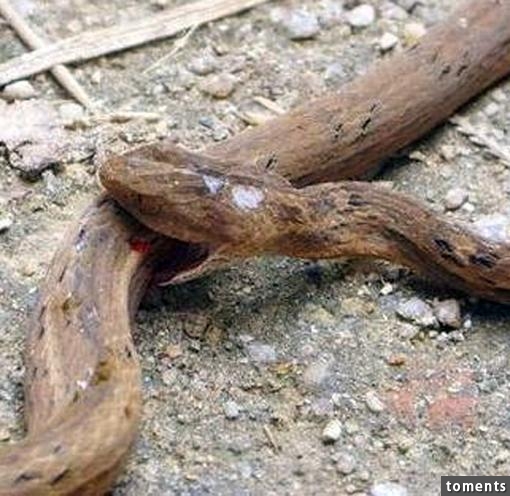 這條蛇瘋狂地咬自己的肚子慘死，原來它的肚子裡有異物入侵！