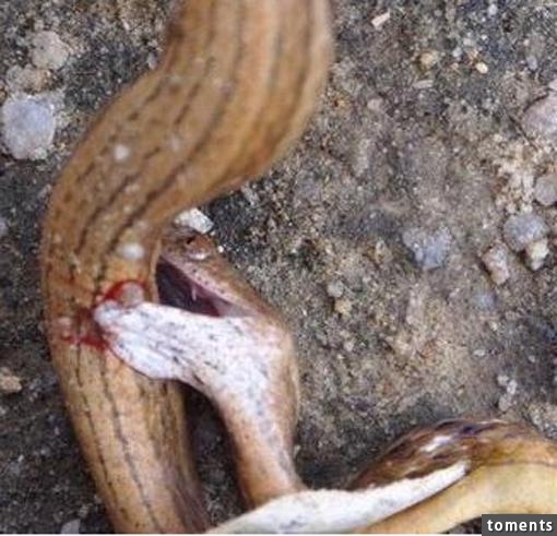 這條蛇瘋狂地咬自己的肚子慘死，原來它的肚子裡有異物入侵！