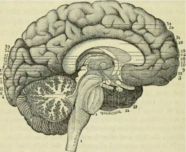 你一輩子的口水 可以灌滿兩座遊泳池？ 25個超獵奇「人體冷知識」！ 網：午餐吃不下惹...