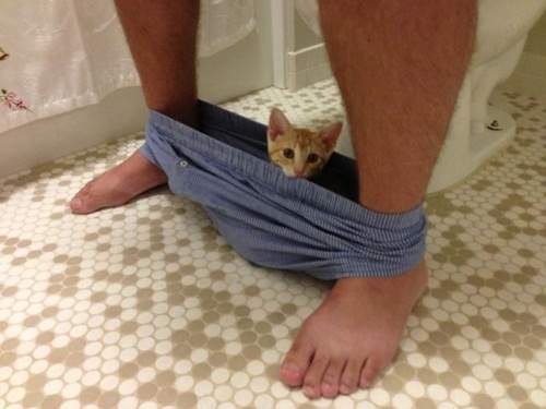 胯下《褲襠貓》這萌感帶有一絲異味（笑）