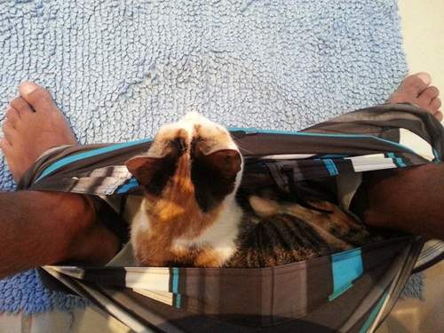 胯下《褲襠貓》這萌感帶有一絲異味（笑）