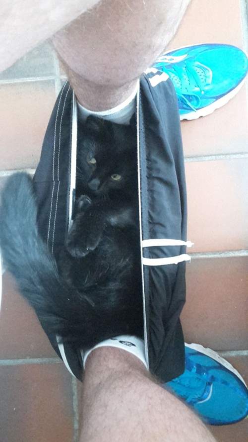 胯下《褲襠貓》這萌感帶有一絲異味（笑）