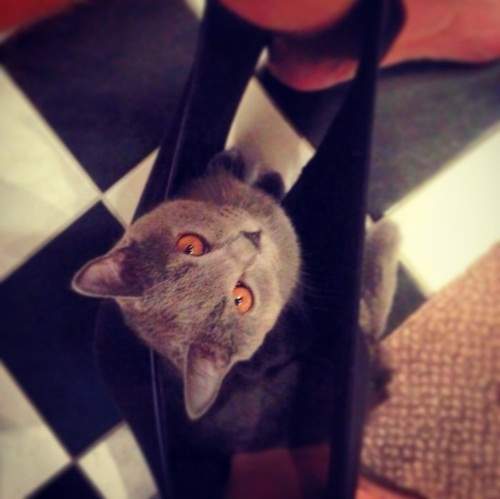 胯下《褲襠貓》這萌感帶有一絲異味（笑）