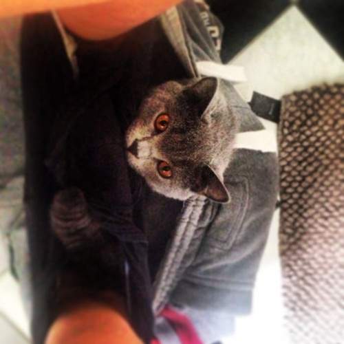 胯下《褲襠貓》這萌感帶有一絲異味（笑）