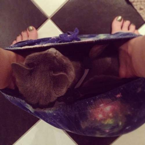 胯下《褲襠貓》這萌感帶有一絲異味（笑）