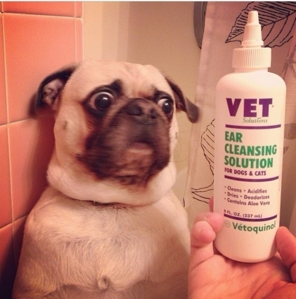 The pug who has sensitive earies.