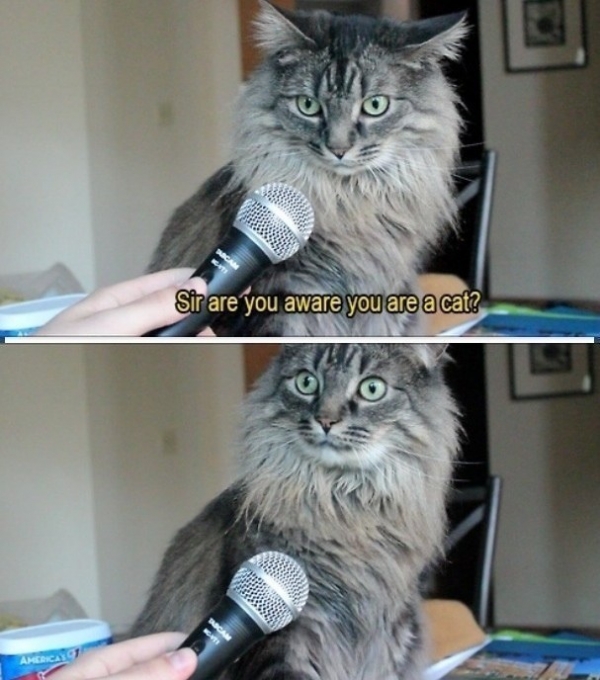 The cat that just got a rude awakening.