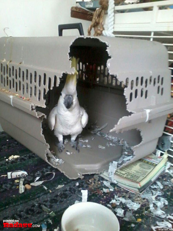 This bird, who will not be restrained.