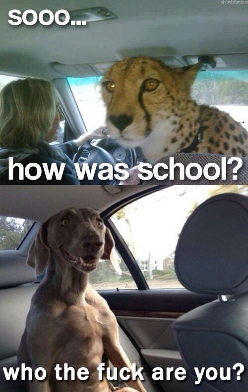 This insane car ride.