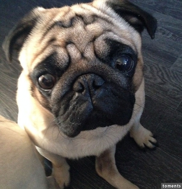 Someone Pointed Out To My Friend That Her Dog's Forehead Has The Batman Symbol On It