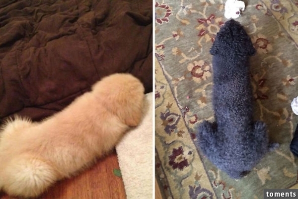 Dogs From Above Look Like Arrows