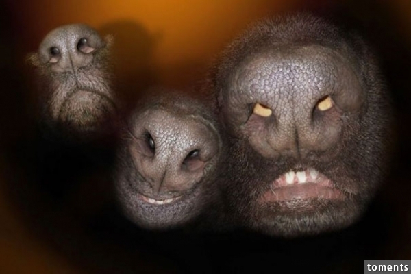 Dog Noses Look Like Angry Aliens