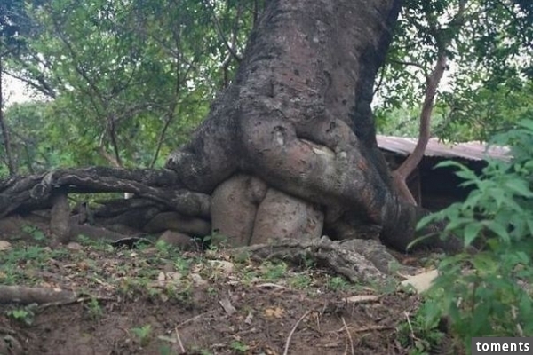No Comment