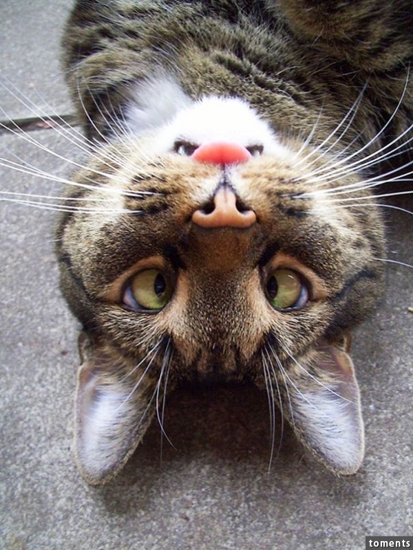 猫咪的脸颠倒之后,就变成一只生气的兔子