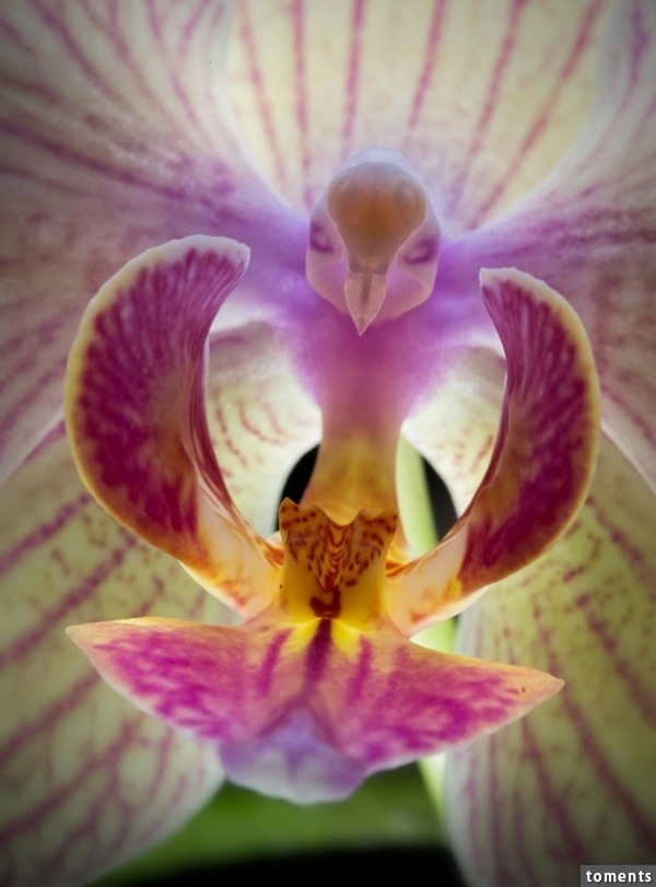 Moth Orchid (Phalaenopsis) Looks Like Bird