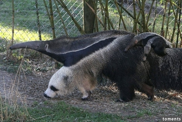 Giant Anteater’s Legs Look Like Pandas