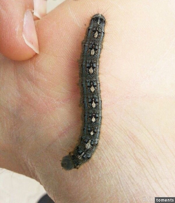 This Caterpillar Looks Like It Has Tiny Penguins On It's Back
