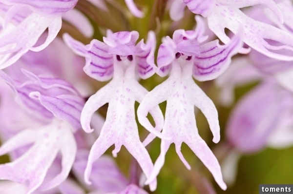Naked Man Orchid (Orchis Italica)