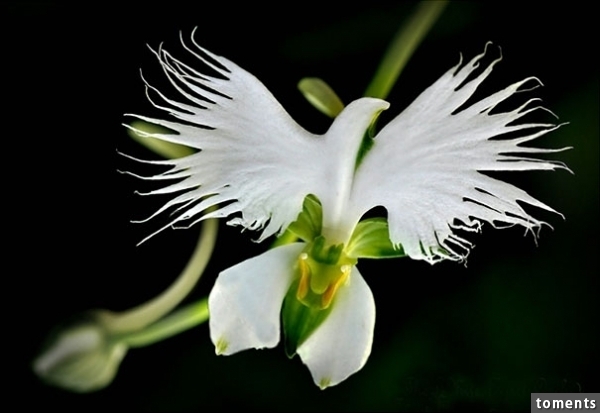 White Bird Orchid