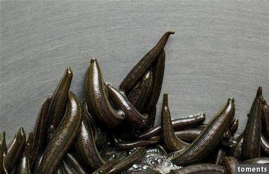 苗族養蠱人告訴你到底什麼是「蠱」!