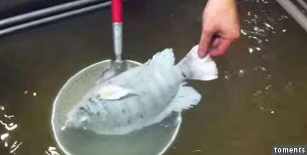 他把零下35度冷凍的魚放進水里後，接下來的畫面太讓人吃驚了！