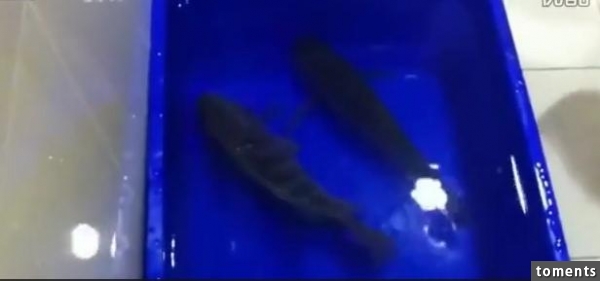 他把零下35度冷凍的魚放進水里後，接下來的畫面太讓人吃驚了！