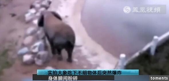 大象身體爆炸粉碎視頻曝光 突然爆炸化成一灘血水驚呆眾人