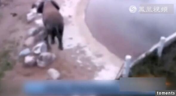 大象身體爆炸粉碎視頻曝光 突然爆炸化成一灘血水驚呆眾人