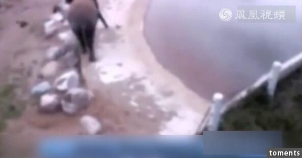 大象身體爆炸粉碎視頻曝光 突然爆炸化成一灘血水驚呆眾人