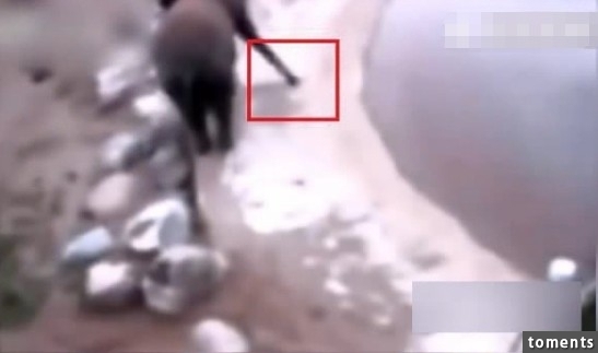 大象身體爆炸粉碎視頻曝光 突然爆炸化成一灘血水驚呆眾人
