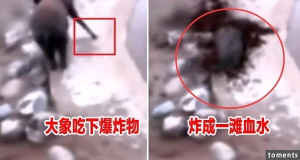 大象身體爆炸粉碎視頻曝光 突然爆炸化成一灘血水驚呆眾人
