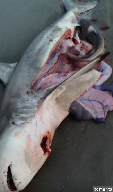 海浪沖上一條死亡的鯊魚肚子裡有東西在動割開後令人感到震驚