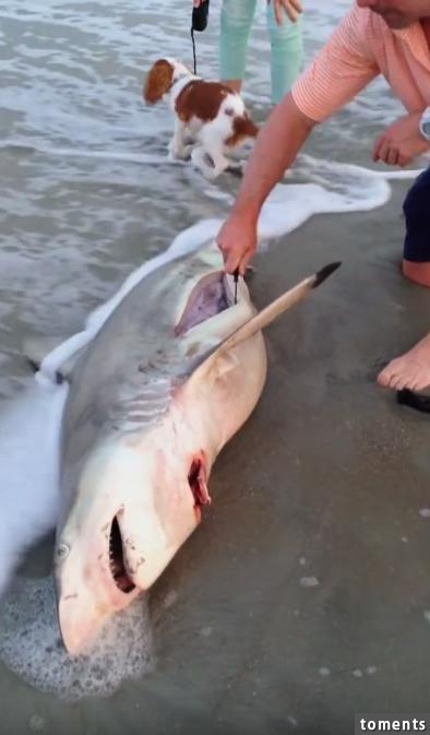 海浪沖上一條死亡的鯊魚肚子裡有東西在動割開後令人感到震驚