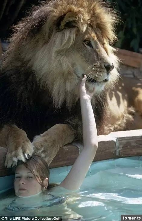 和獅子一起生活？揭露照片背後的殘酷真相...他們一家人後悔也來不及了！！！