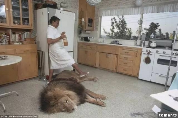 和獅子一起生活？揭露照片背後的殘酷真相...他們一家人後悔也來不及了！！！