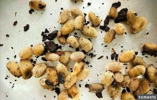 苗族養蠱人告訴你到底什麼是「蠱」!