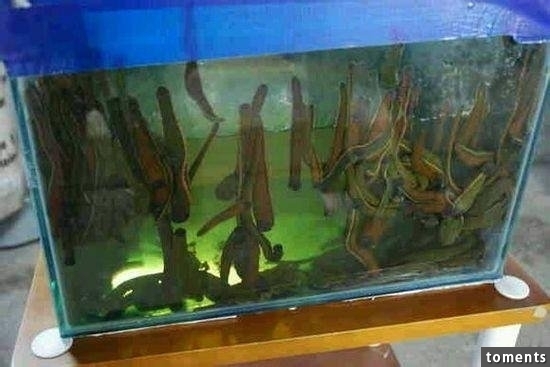 苗族養蠱人告訴你到底什麼是「蠱」!