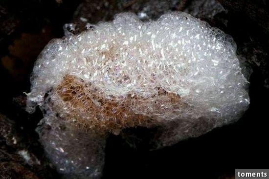 苗族養蠱人告訴你到底什麼是「蠱」!