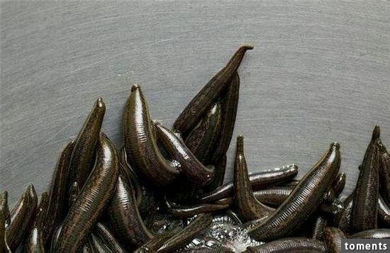 苗族養蠱人告訴你到底什麼是「蠱」!