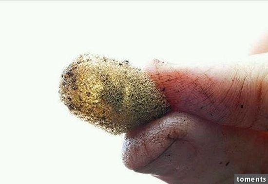苗族養蠱人告訴你到底什麼是「蠱」!
