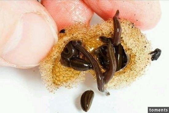 苗族養蠱人告訴你到底什麼是「蠱」!