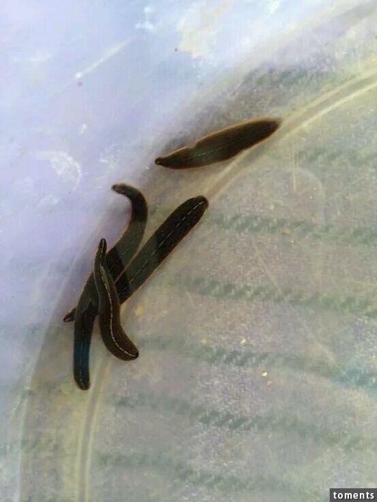 苗族養蠱人告訴你到底什麼是「蠱」!