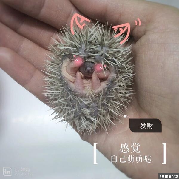 養一窩小刺猬是一種怎樣的體驗？