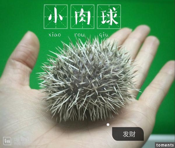 養一窩小刺猬是一種怎樣的體驗？