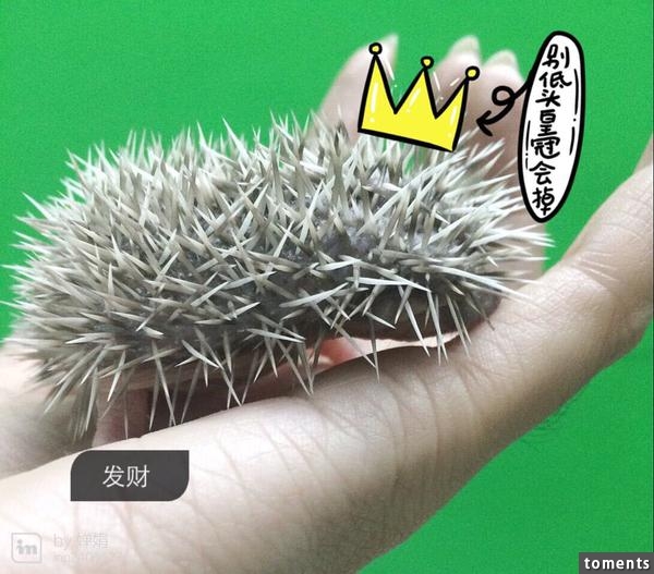 養一窩小刺猬是一種怎樣的體驗？