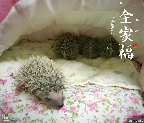 養一窩小刺猬是一種怎樣的體驗？
