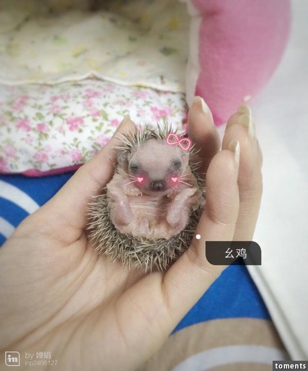 養一窩小刺猬是一種怎樣的體驗？